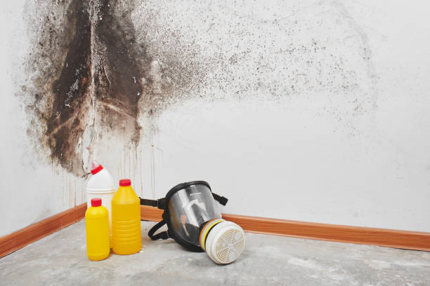 Office Mold Removal Services in Yellville, AR