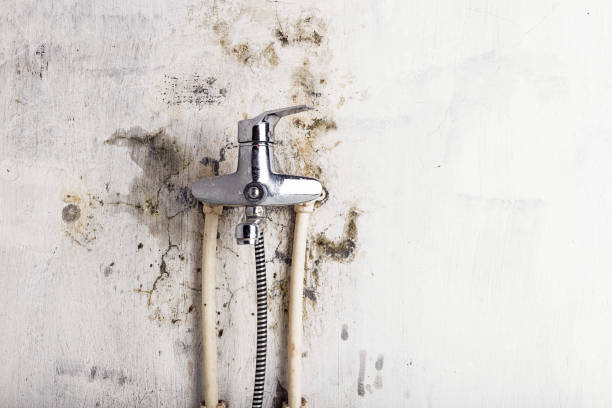Best Best Mold Removal Companies  in Yellville, AR