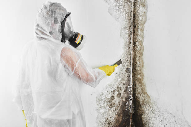 Best Toxic Mold Removal  in Yellville, AR