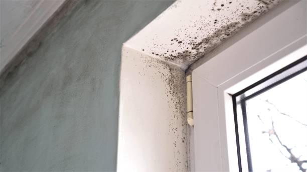 Mold Removal and Inspection in Yellville, AR