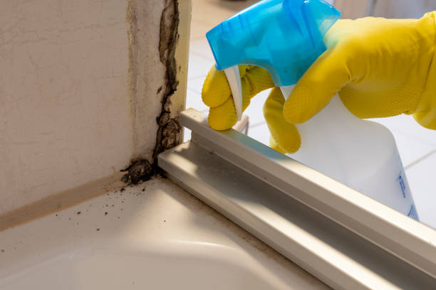 Best Best Mold Removal Companies  in Yellville, AR