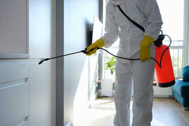 Mold Removal Process in Yellville, AR