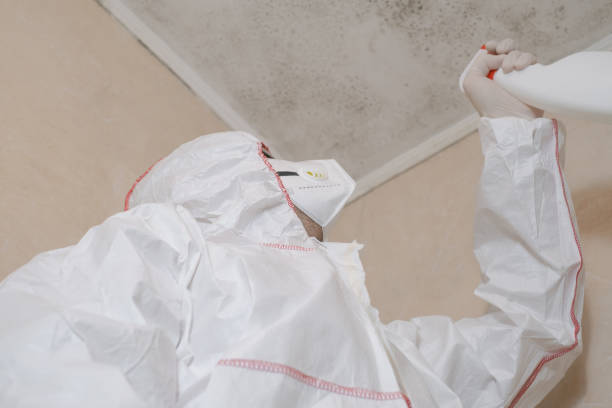 Best Mold Remediation  in Yellville, AR