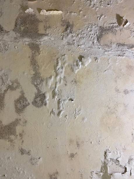 Best Home Mold Removal  in Yellville, AR