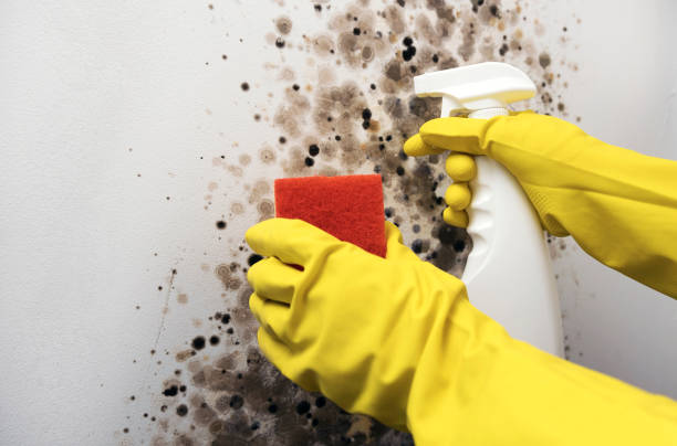 Professional Mold Removal in Yellville, AR