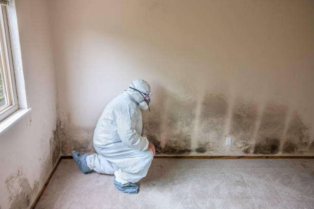 Best Office Mold Removal Services  in Yellville, AR