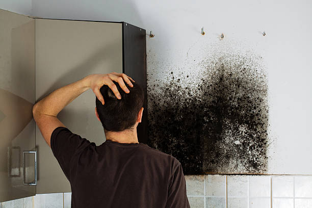 Crawl Space Mold Removal in Yellville, AR