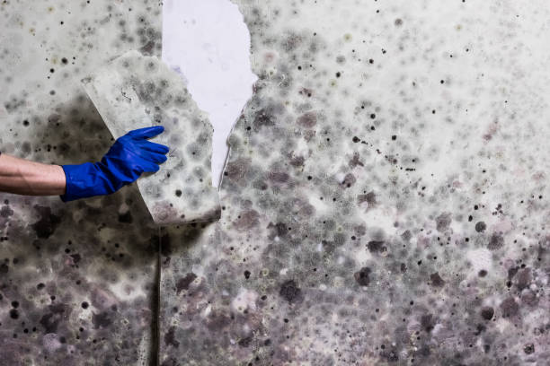 Attic Mold Removal in Yellville, AR