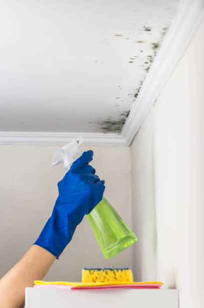 Best Water Damage Restoration  in Yellville, AR